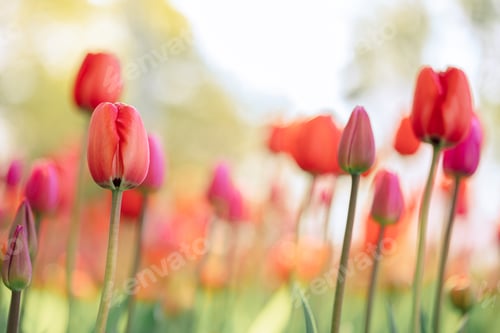 Preview: Colorful natural tulip flowers. Panoramic landscape in sunny day. Beautiful nature delicate red flow