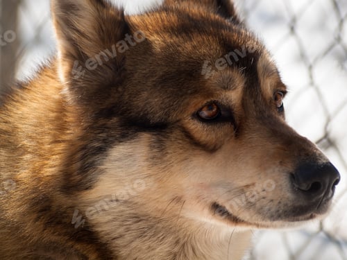 Preview: Wolf