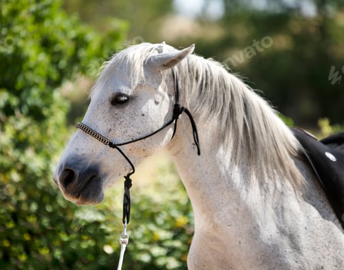 Preview: white horse and halter
