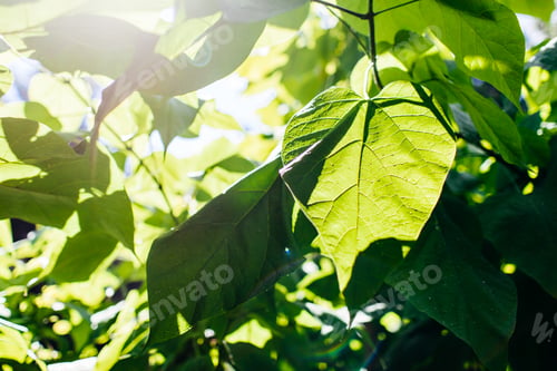 Preview: Green lush leaves in sunlight