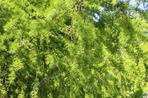 Preview: Branches of larch with fresh leaves