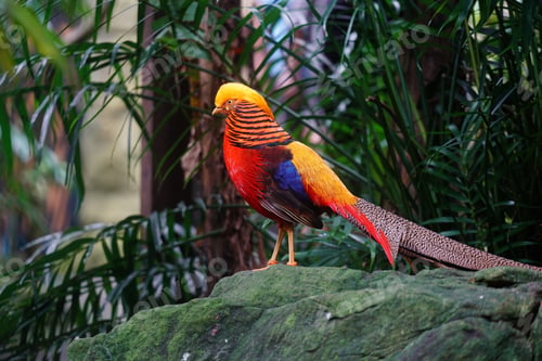 Preview: Beautiful tropical golden pheasant bird in a zoo