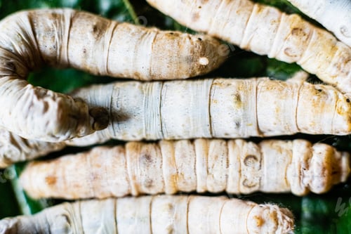 Preview: Group heads of silk worms, Bombyx mori, eating mulberry leaves with their sharp teeth.