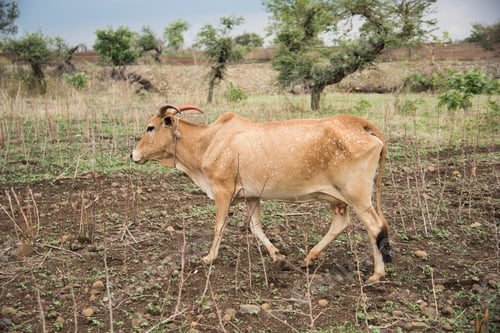 Preview: Cow in the field