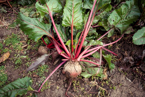 Preview: harvest of beets and vegetables in the garden