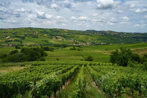 Preview: Hills of Oltrepo Pavese at June. Vineyards