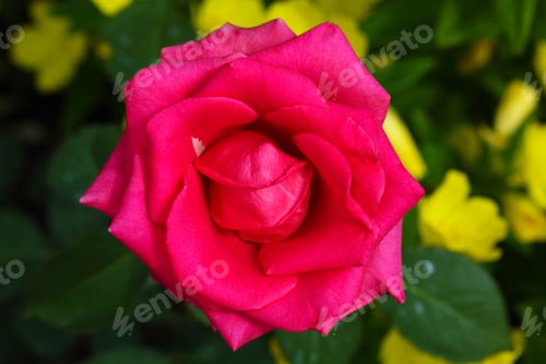 Preview: Close up of pink rose