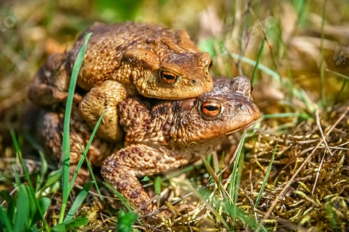 Preview: Mating Frogs in spring