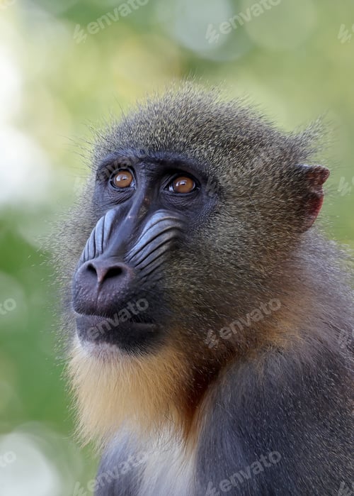 Preview: close up mandrill monkey (Mandrillus sphinx)