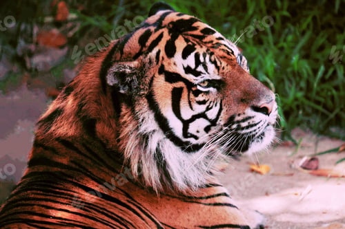 Preview: Majestic tiger with its head against a sandy background, surrounded by lush green foliage
