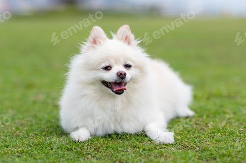 Preview: White Pomeranian in the park