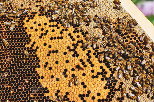 Preview: Honey Bees Swarming on Honeycomb Frame during Pollination Process