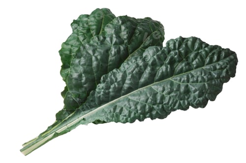 Preview: Curly leaf cabbage kale Tuscan