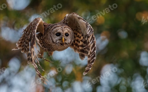 Preview: A Barred Owl in Southern Florida