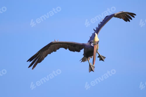 Preview: Majestic pelican soars through a blue sky