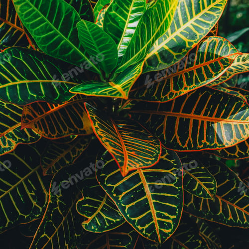 Preview: Colorful Tropical Leaves in Vibrant Green, Yellow, and Pink Hues