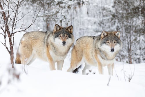 Preview: Two beautiful wolves in cold winter landscape
