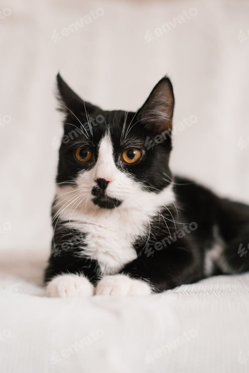 Preview: Beautiful black and white cat with yellow eyes is lying on a white sofa