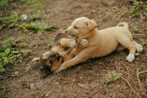 Preview: cute small puppies fighting and playing outside