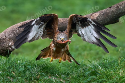 Preview: Red kite (Milvus milvus)