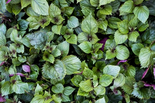 Preview: High angle close up of green and purple mint.