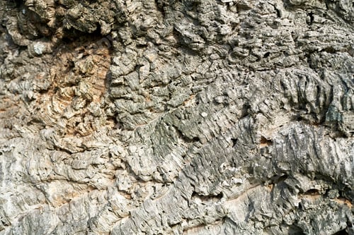 Preview: Oak bark texture background