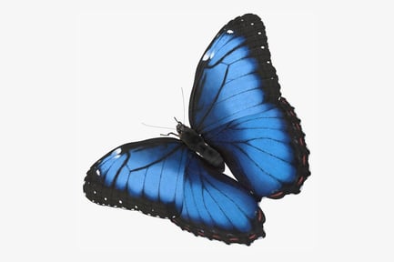 Preview: Blue Morpho Butterfly Open Wings