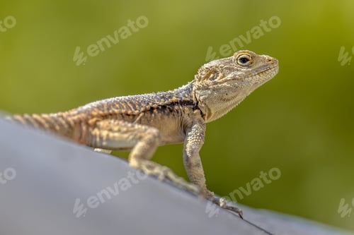 Preview: Sling-tailed Agama climbing looking up