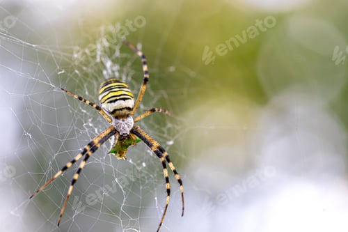 Preview: Yellow black crab spider on blurred background, copy space.