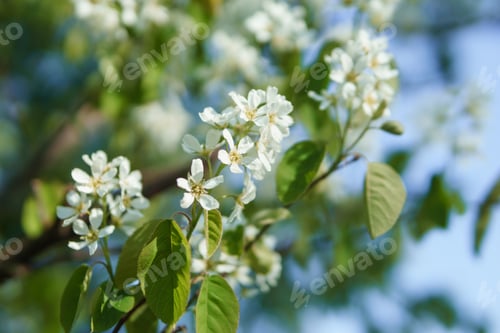 Preview: Blooming cherry branches with white flowers close-up, background of spring nature.