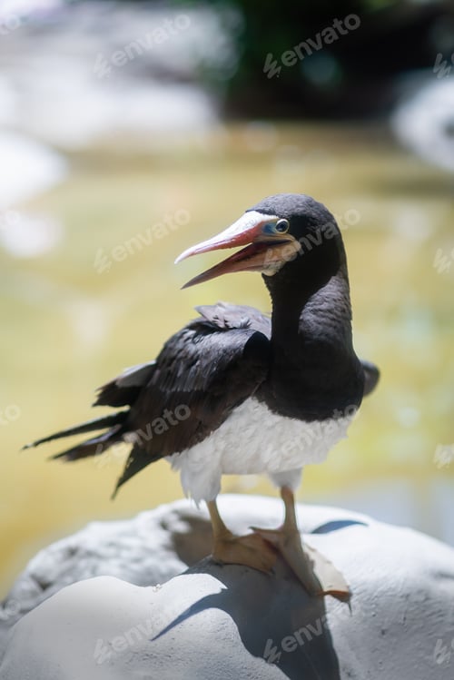 Preview: Female Brown Booby (Sula leucogaster)