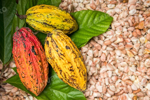 Preview: Cocoa beans and cocoa pod on a wooden surface.