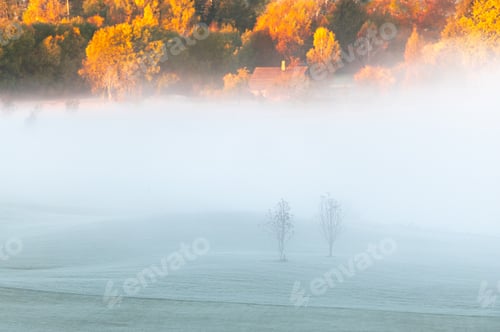 Preview: Autumn morning landscape with two trees in foreground and white fog and forest in the background