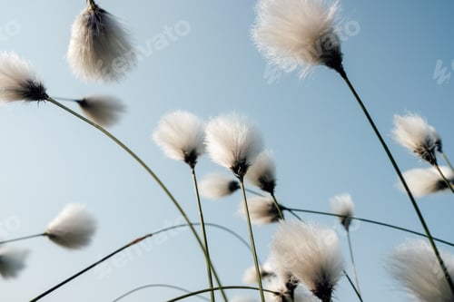 Preview: Common Cottongrass