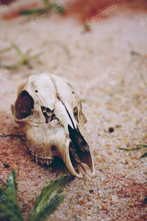 Preview: Animal skull lost in desert