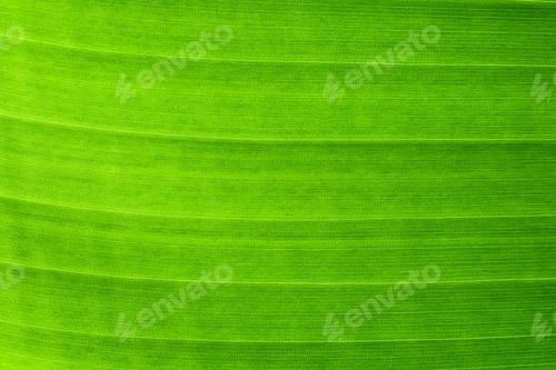 Preview: Close-up image of the surface of a green banana leaf, showing intricate veins and a textured.