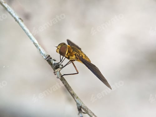 Preview: Closeup of a yellow bee resting on a tree branch