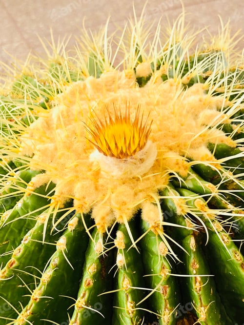 Preview: Nature, natural backgrounds, cactus flower.
🌟 NOMINATED 🌟