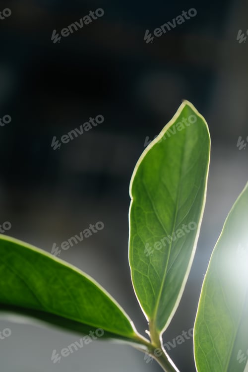 Preview: The leaf of the house plant is close.