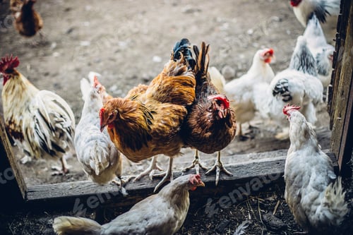 Preview: Group of free range chickens at the door frame of a barn