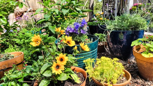 Preview: Beautiful outdoor garden of fruits and veggies grown in pots to control environmental conditions.