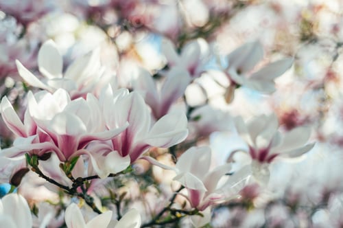 Preview: Pink Magnolia Tree with Blooming Flowers during Springtime