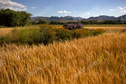Preview: Wheat Field