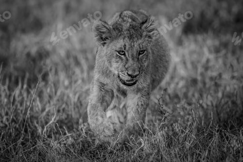 Preview: Young Lion cub walking in the grass.