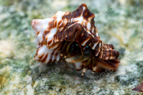 Preview: Close-up of hermit crab Calcinus laevimanus