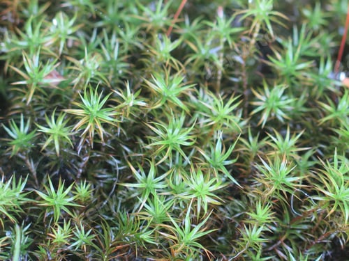 Preview: Bog haircap moss or an evergreen grass. Polytrichum strictum. Nature background pattern closeup.