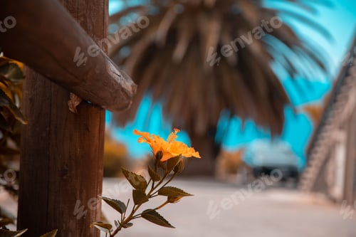 Preview: Closeup shot of a yellow hibiscus growing by a fence