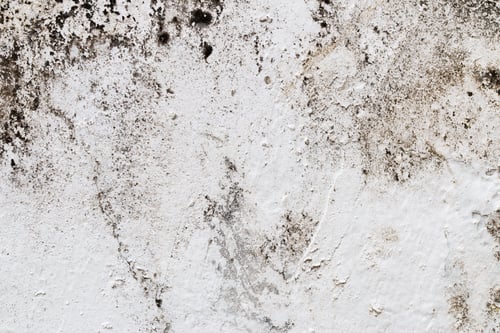 Preview: white concrete wall texture