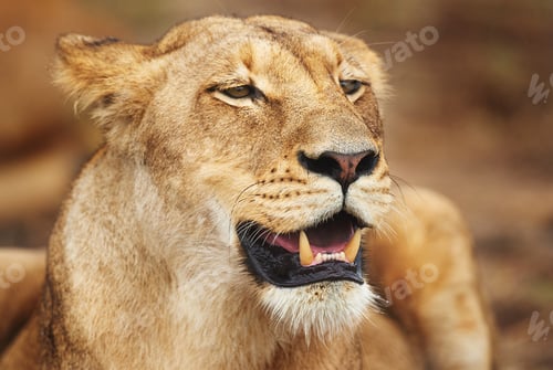 Preview: Gathering her strength for the next hunt