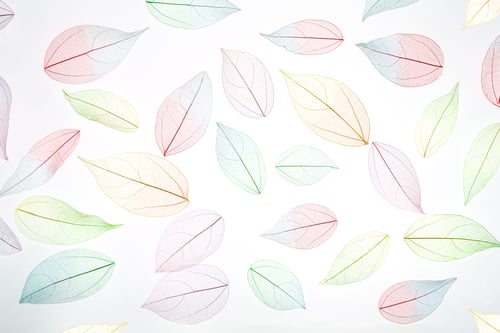 Preview: Multicolor, transparent leaves of the skeleton with a beautiful texture on the white. Pastel color